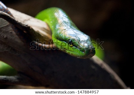 Green Snake in Underwater World Langkawi