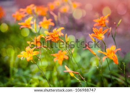 Beautiful, bright orange flowers on thin stems. Green background