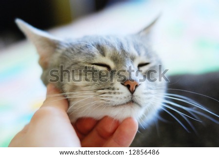 Beauty cute cat with closed eyes and human hand
