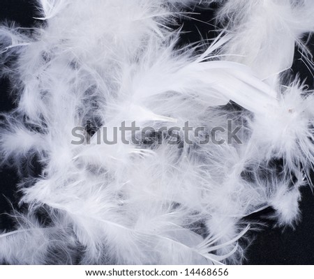 White feathers of birds at black background