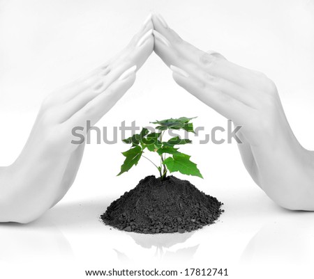 Hands of young woman protect a green sprout