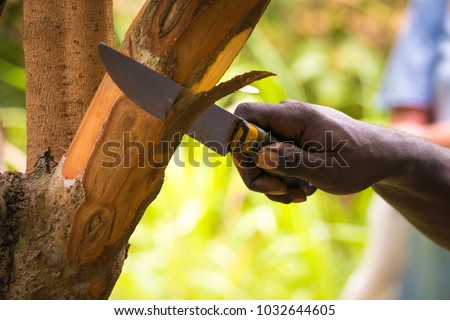 Farmer cutting pieces of a cinnamon tree for tasting purpose during a Spice Tour on Zanzibar, Tanzania.