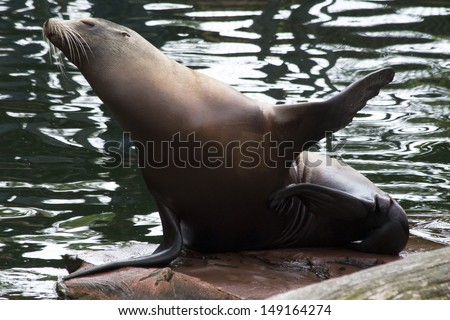 a cute seal waving