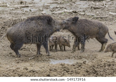 wild hog family