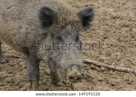 a cute wild hog portrait