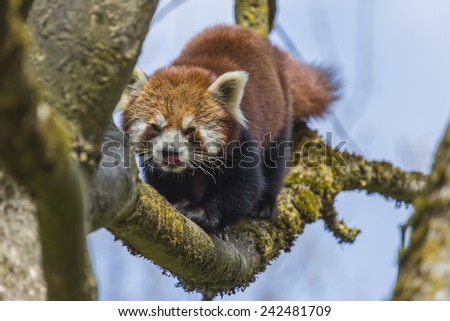 a cute red panda going to his lunch on a tree