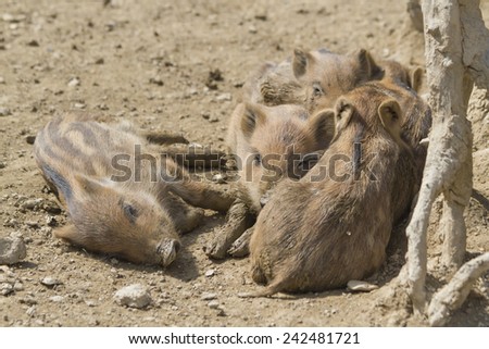a bunch of baby wild hogs lying together in the sun