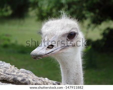 Common Ostrich looking over gray wall on green background