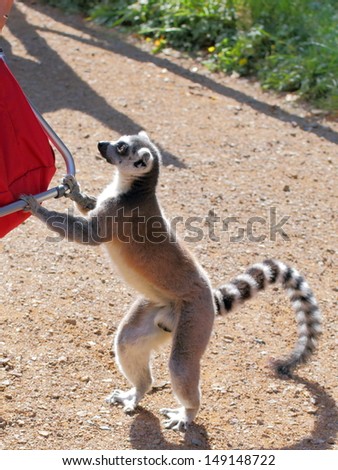 Ring-tailed lemur holding the red bag and scorind a meal