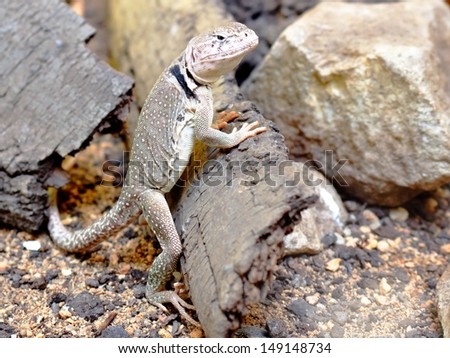 Sonoran collared lizard leaning against the bark among stones