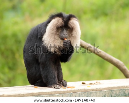 Lion-tailed macaque sitting on the bench and eating