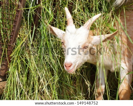 Kid of domestic goat among blades of grass portrait