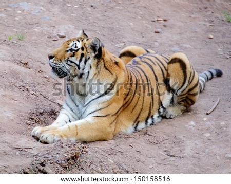 Siberian tiger lying on the gray sandy ground