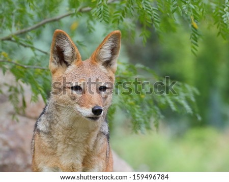 Black-backed jackal standing under tree and looking off camera right