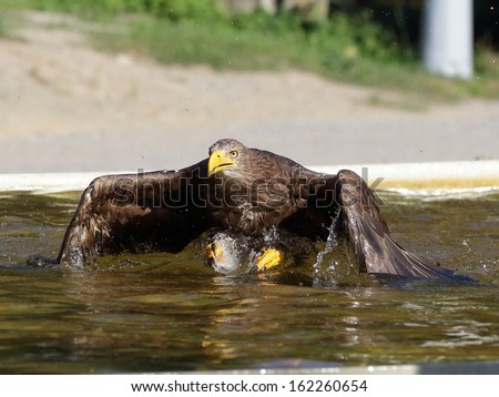 Sea eagle landing on water in pool on falconry day