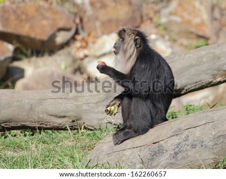 Lion-tailed macaque sitting on the trunk and eating fruits