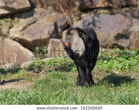 Lion-tailed macaque standing on the ground and eating fruits