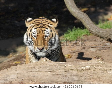Siberian tiger behind tree trunk - closeup portrait