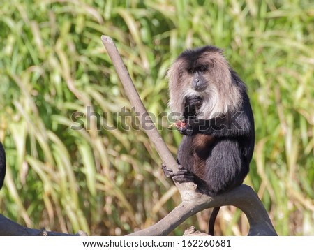 Lion-tailed macaque sitting on the branch and eating fruits