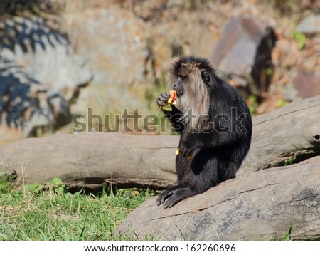 Lion-tailed macaque sitting on the trunk and eating fruits
