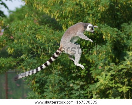 Jumping ring-tailed lemur in the air on the green background