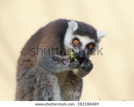 Ring tailed lemur sitting and eating fruits on yellow background