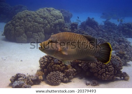 Napoleon wrasse - picture taken in the red sea