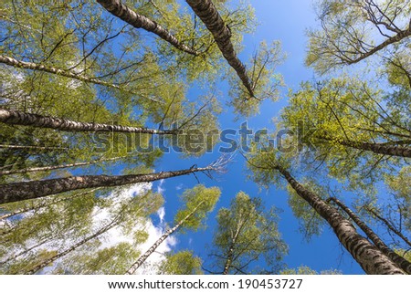 Looking up to the blue sky in forest through the trees. Ecological concept