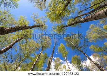 Looking up to the blue sky in forest through the trees. Ecological concept