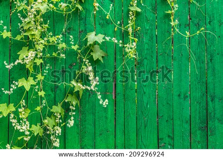 Green wooden fence and hanging plant with leaves and small flowers