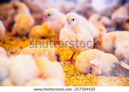 Small chickens in farm incubator or coop. Farmland industry