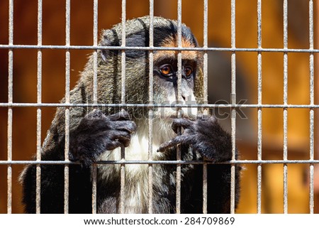 Monkey looking through zoo cell grille