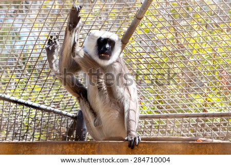Gray langurs or Hanuman langurs monkey in zoo cell