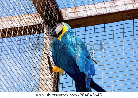 Blue and Gold or yellow Macaw parrot in zoo cell