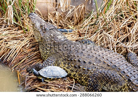 Crocodile with turtle on reed or cane on swamp
