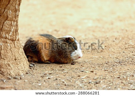 Guinea pig or hamster on the ground near tree