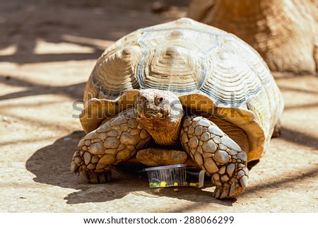 Turtle or tortoise on ground with food box in zoo