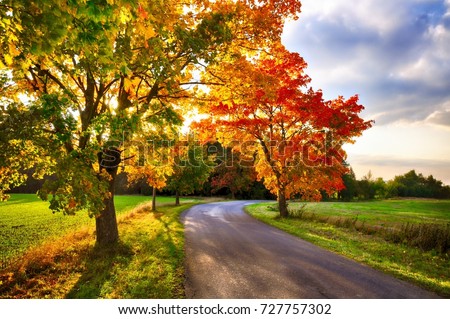 Maple tree with colored leafs and asphalt road at autumn/fall daylight.Relaxing atmosphere. Countryside landscape.