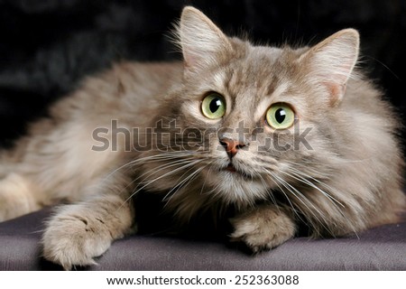 Surprised Siberian cat
