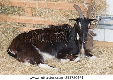 Beautiful black Goat lying in hay inside