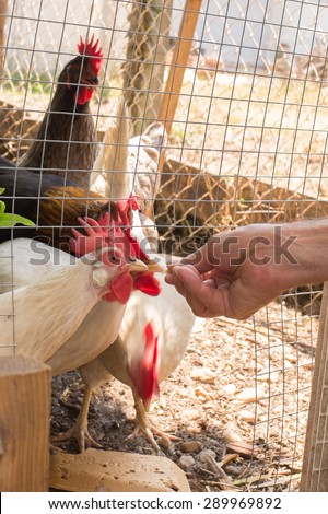Hens walking on rural yard in a hens house