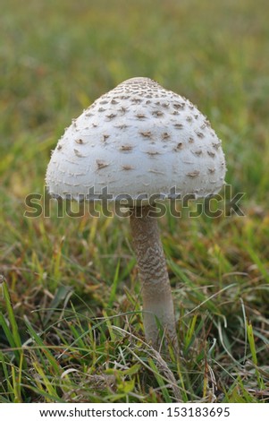 Parasol Mushroom (Macrolepiota procera) in a meadow in grass (focus on mushroom cap with shallow DOF)