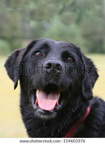 Portrait of a black dog with tongue panting looking up