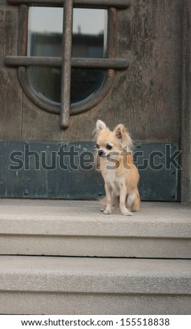 A small dog sitting and waiting for his owner in front of an large old wooden house doors