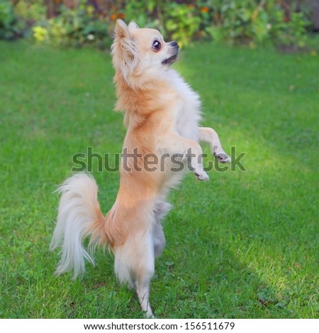 Little longhair chihuahua standing on hind legs, begging