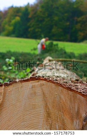 Fallen spruce (Picea abies) in the woods, lumberjack working with chainsaw in background