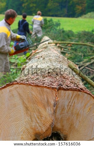 Fallen spruce (Picea abies) in the woods, lumberjack working with chainsaw in background