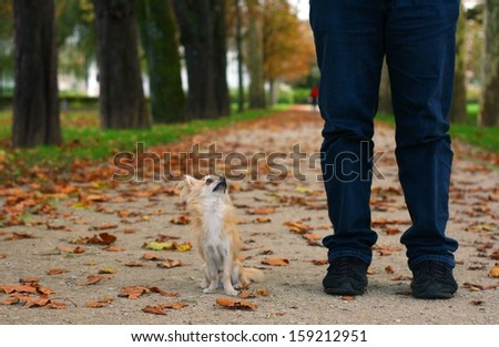 A tiny small dog with a man in a park, looking up and waiting for a treat