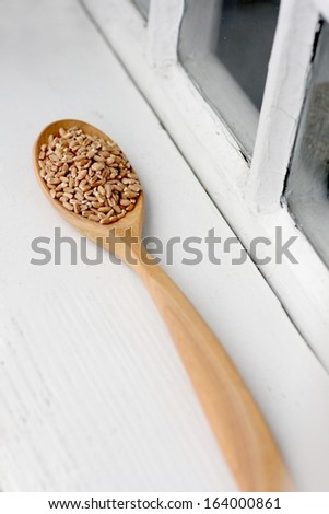 Organic spelt or dinkel wheat or hulled wheat (Triticum spelta) in a wooden spoon on an old farm\'s house window sill