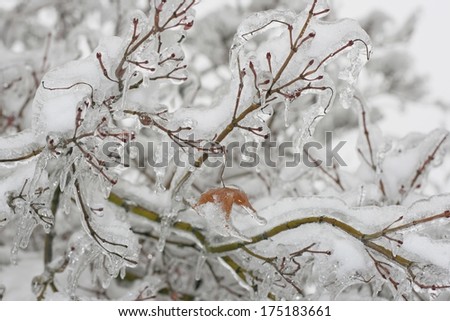 Glaze ice on a bush, leaf caught in ice, caused by freezing rain